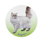 فیگور مدل گربه رگدال طرح Ragdoll کد CA954-9 ارتفاع 5.7 سانتی‌متر