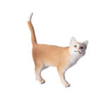 فیگور مدل گربه طرح PET کد CA952-2 ارتفاع 11.5 سانتی‌متر