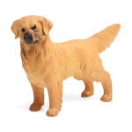 فیگور مدل سگ گلدن رتریور طرح Golden Retriever کد DO955-3 ارتفاع 7 سانتی متر